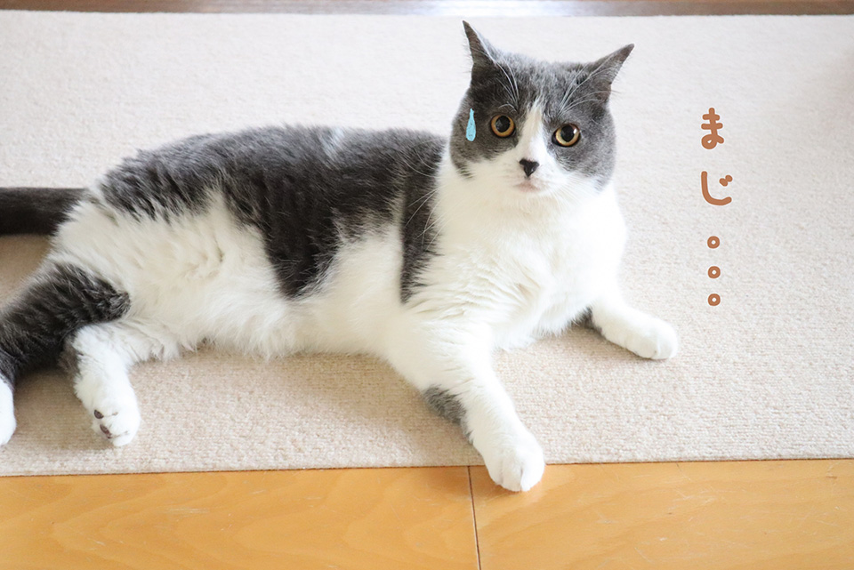 まじ…とつぶやき汗をたらすねこ