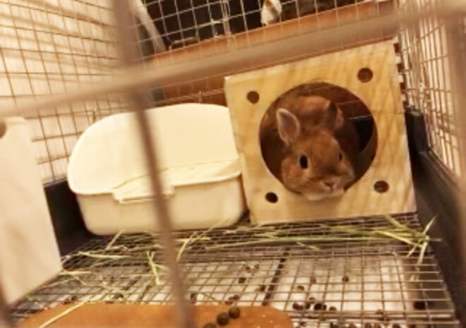 カメラ目線のうさぎ