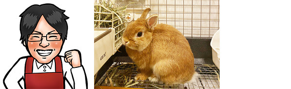 田村と飼育中のネザーランドドワーフ