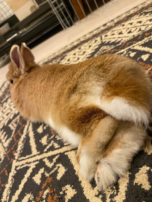 くつろいでいるうさぎ