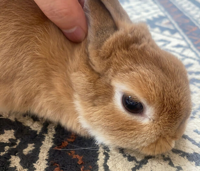 ネザーランドドワーフ